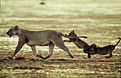 Lion mother with babies