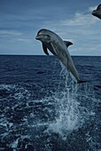 Dolphin jumping out of water, Islas de la Bahia, Hunduras, Caribbean