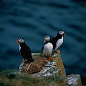 Papageitaucher, Alkenvögel, Fratercula arctica, Shetland Inseln, Europa