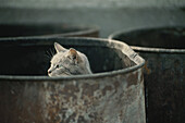 Cat in barrel