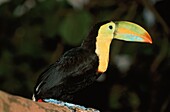 Keel-billed Toucan, Ramphastos sulfuratus, Southamerica