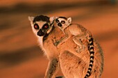 Katta mit Baby, Ringelschwanzlemur, Lemur, Berenty, Madagaskar