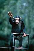 Chimpanzee, Pan troglodytes