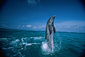 Delfin balanciert auf Schwanzflosse, Großer Tümmler, Tursiops Truncatus, Islas de la Bahia, Hunduras, Karibik