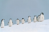 Zügelpinguine, Kehlstreifpinguine, Pygoscelis Antarctica, Antarktis