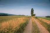 Cottonwood and trail, Saxony, Germany