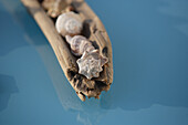 Close up of sea shells, Bali, Indonesia