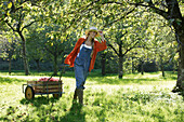Young woman pulling a handcart with apples, Brannenburg, Upper Bavaria, Bavaria, Germany