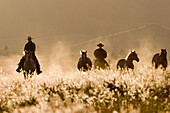 Cowboys horseriding at sunset, Oregon, USA