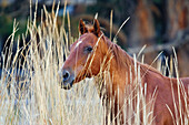 Pferd im Wilden Westen, Oregon, USA