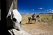 Cowboy mit Pferd vor Scheune, Wilder Westen, Oregon, USA