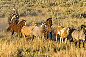 cowboy with horses, Oregon, USA