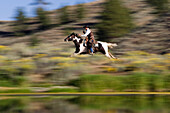 Cowboy reitet, Oregon, USA