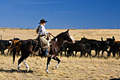 Cowgirl hütet Rinder, Oregon, USA