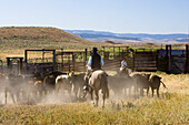 cowgirl and cowboy with cattle, Oregon, USA