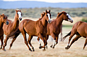 Horses in wildwest gallopping, Oregon, USA