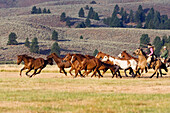 Cowboys mit Pferden, Oregon, USA