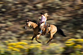 Cowgirl reitet, Oregon, USA