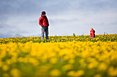 Mother and toddler in a meadow full of dandelions, Valais, Switzerland