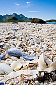 Shells on the beach of Store Molla Island, Lofoten, Norway