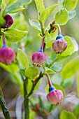 Close up of bilberry or blueberry flowers, Vaccinium myrtillus, Lofoten, Norway