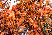 Red brown seaweed on Hadselsand beach, Lofoten, Norway