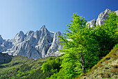 Beech trees with mountains Hochgrubachspitzen and Ackerlspitze in background, Wilder Kaiser range, Kaiser range, Tyrol, Austria