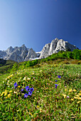 Enzian mit Bergkulisse von Hochgrubachspitzen, Ackerlspitze und Maukspitze im Hintergrund, Wilder Kaiser, Kaisergebirge, Tirol, Österreich