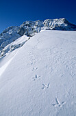 Spur eines Rauhfußhuhns unter der schneebedeckten Ostflanke des Hohen Gölls, Berchtesgadener Alpen, Oberbayern, Bayern, Deutschland