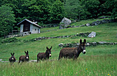 donkeys on the meadows of Dasile, Valchiavenna, Bergell, Italy