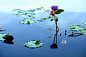 Nahaufnahme von Wasserlilien in einem Teich, Krabi, Thailand, Asien