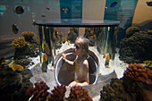 Girl admiring fishes in Atlantis Aquarium Attraction, Legoland, Billund, Central Jutland, Denmark