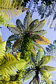 Farnbäume bilden Dach des Waldes, Wanderung im Abel Tasman National Park, Nordküste, Südinsel, Neuseeland