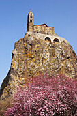 Le Puy-en-Velay, Rocher et Chapelle St-Michel d'Aiguilhe in spring with blooming bushes, Via Podiensis, Auvergne, Dep. Haute-Loire, France