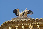 Storch, Störche am Dach der Kirche San Martín, Frómista, Kastilien-Leon, Spanien