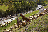Landsape with sheep and goats near the village of Canfranc, Puerto de Somport, Huesca, Aragon, Spain