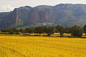Landschaft mit Getreidefeld und Ortschaft in Frühsommer, Los Mallos de Riglos, Aragonien, Spanien