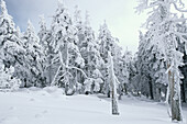 Verschneiter Nadelwald auf dem Brockengipfel, Schierke, Harz, Sachsen-Anhalt, Deutschland