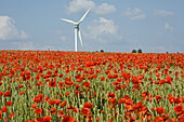 red poppies in grain field, wind turbines on horizon, northern Germany, Europe