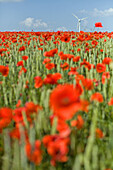 Red poppies in cornfield, wind turbine in background, Hanover, Lower Saxony, Germany