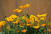 Kalifornischer Mohn, Goldmohn, Schlafmützchen, Calfornian poppy, Mohngewächse, Staatsblume Kaliforniens