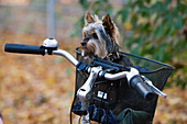 junger Hund im Fahrradkorb