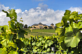 Close up of vines, vineyards and Castle Johannisberg, Rheingau, Hesse, Germany