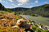 Nahaufnahmer einer Weinbergschnecke, Assmannshausen, Rheingau, Hessen, Deutschland