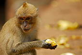 Affen beim Kloster Wat Suwan Kuha, Phang Nga, Thailand