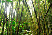 Bambus im Khao Sok National Park, Surat Thani, Thailand