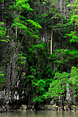 Trees on barren limestone cliffs in a hong, Phang Nga Bay, Thailand