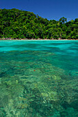 Korallen im klaren Wasser und grüne Insel, Surin Islands Marine National Park, Ko Surin Noi, Phang Nga, Thailand