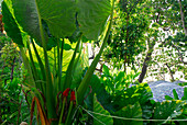 Camouflaged tent next to giant Elefant Ear leaves, Surin Islands Marine National Park, Ko Surin, Phang Nga, Thailand