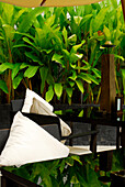 Tischdekoration und Pflanzen in der Poolbar im Hotel Manatai, Had Surin, Phuket, Thailand